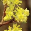 Spicebush (Lindera Benzoin) - 3 Gallon Pot