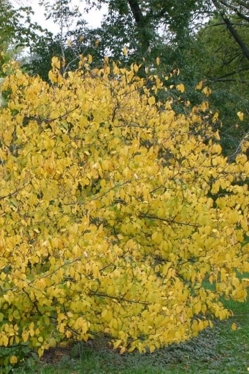 Spicebush (Lindera Benzoin) - 1 Gallon Pot 6 Spicebush (Lindera Benzoin) - 1 Gallon Pot - Image 6