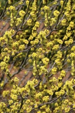 Spicebush (Lindera Benzoin) - 3 Gallon Pot -Botanica Tree Store lindera benzoin yellow spicebush 22