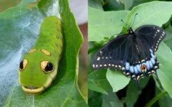 Spicebush (Lindera Benzoin) - 3 Gallon Pot -Botanica Tree Store lindera benzoin yellow spicebush 23