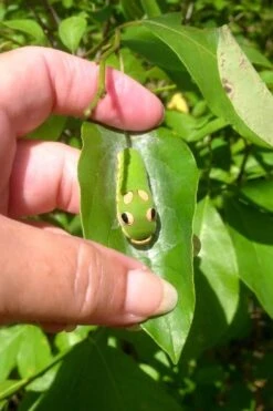 Spicebush (Lindera Benzoin) - 1 Gallon Pot 20 Spicebush (Lindera Benzoin) - 1 Gallon Pot -Botanica Tree Store lindera benzoin yellow spicebush 7 1