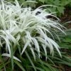 Okina Liriope (Frosted Monkey Grass) - 1 Gallon Pot