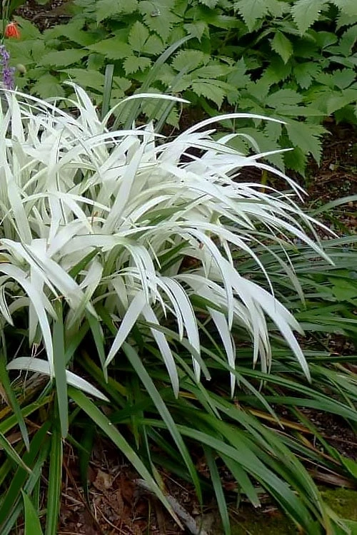 Okina Liriope (Frosted Monkey Grass) - 1 Gallon Pot 1 Okina Liriope (Frosted Monkey Grass) - 1 Gallon Pot