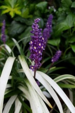 Okina Liriope (Frosted Monkey Grass) - 6 Pack Of 1 Gallon Pots -Botanica Tree Store liriope muscari okina lilyturf 4 1