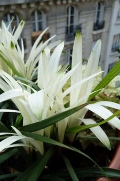 Okina Liriope (Frosted Monkey Grass) - 1 Gallon Pot 11 Okina Liriope (Frosted Monkey Grass) - 1 Gallon Pot -Botanica Tree Store liriope muscari okina lilyturf 5