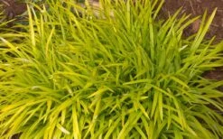 Gold Ingot Liriope (Golden Lilyturf) - 6 Pack Of 1 Gallon Pots 11 Gold Ingot Liriope (Golden Lilyturf) - 6 Pack Of 1 Gallon Pots -Botanica Tree Store liriope muscari peedee ingot golden lilyturf 3