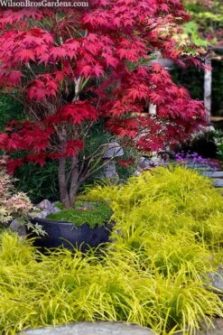 Gold Ingot Liriope (Golden Lilyturf) - 1 Gallon Pot 7 Gold Ingot Liriope (Golden Lilyturf) - 1 Gallon Pot -Botanica Tree Store liriope muscari peedee ingot golden lilyturf 5