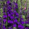 Starship Blue Cardinal Flower (Lobelia) - 6 Pack Of 1 Gallon Pots