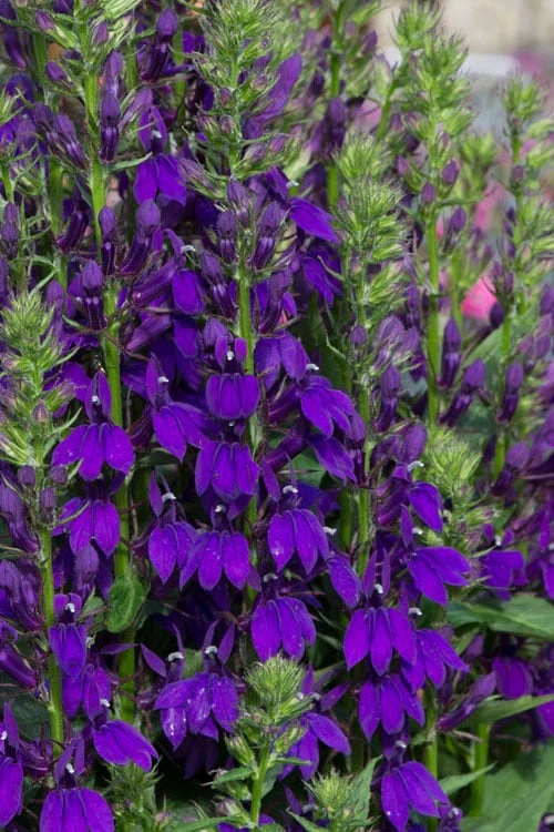 Starship Blue Cardinal Flower (Lobelia) - 6 Pack Of 1 Gallon Pots 1 Starship Blue Cardinal Flower (Lobelia) - 6 Pack Of 1 Gallon Pots