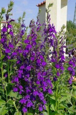 Starship Blue Cardinal Flower (Lobelia) - 6 Pack Of 1 Gallon Pots 9 Starship Blue Cardinal Flower (Lobelia) - 6 Pack Of 1 Gallon Pots -Botanica Tree Store lobelia speciosa starship sblue cardinal flower 1