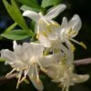 Fragrant Winter Honeysuckle Bush (Lonicera Fragrantissima) - 3 Gallon Pot