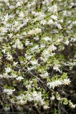 Fragrant Winter Honeysuckle Bush (Lonicera Fragrantissima) - 3 Gallon Pot 12 Fragrant Winter Honeysuckle Bush (Lonicera Fragrantissima) - 3 Gallon Pot -Botanica Tree Store lonicera fragrantissima winter honeysuckle 14