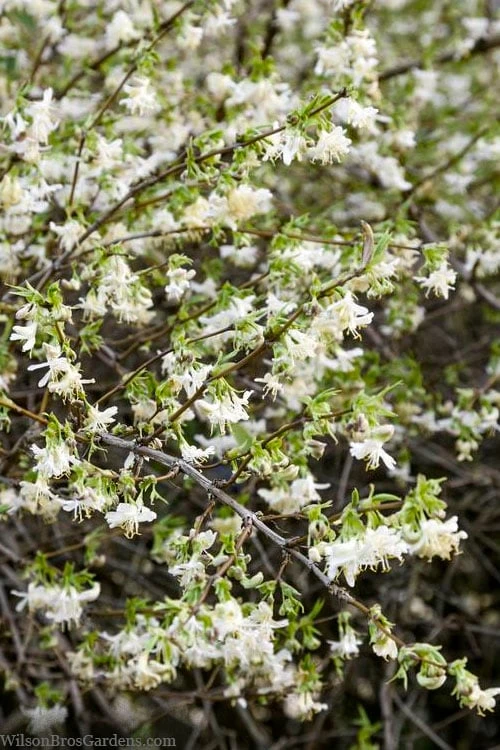 Fragrant Winter Honeysuckle Bush (Lonicera Fragrantissima) - 3 Gallon Pot 4 Fragrant Winter Honeysuckle Bush (Lonicera Fragrantissima) - 3 Gallon Pot - Image 4