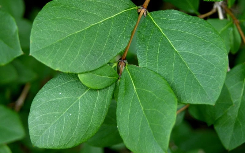 Fragrant Winter Honeysuckle Bush (Lonicera Fragrantissima) - 3 Gallon Pot 9 Fragrant Winter Honeysuckle Bush (Lonicera Fragrantissima) - 3 Gallon Pot - Image 9