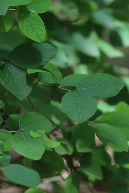 Fragrant Winter Honeysuckle Bush (Lonicera Fragrantissima) - 3 Gallon Pot 6 Fragrant Winter Honeysuckle Bush (Lonicera Fragrantissima) - 3 Gallon Pot - Image 6