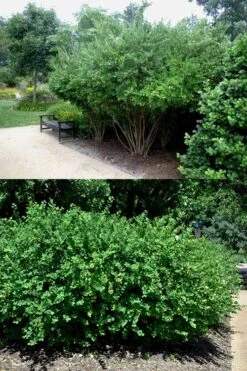 Fragrant Winter Honeysuckle Bush (Lonicera Fragrantissima) - 3 Gallon Pot 13 Fragrant Winter Honeysuckle Bush (Lonicera Fragrantissima) - 3 Gallon Pot -Botanica Tree Store lonicera fragrantissima winter honeysuckle 22