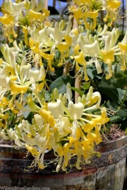 Scentsation Fragrant Yellow Honeysuckle - Lonicera Periclymenum - 1 Gallon Pot -Botanica Tree Store lonicera scentsation fragrant yellow honeysuckle 101