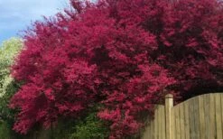 Zhuzhou Loropetalum (Chinese Fringeflower) - 7 Gallon Pot -Botanica Tree Store loropetalum chinense zhu zhou 100 1