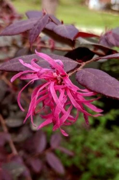Zhuzhou Loropetalum (Chinese Fringeflower) - 3 Gallon Pot -Botanica Tree Store loropetalum chinense zhu zhou 101