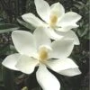 Alta Southern Magnolia - 7 Gallon Pot (3-4')