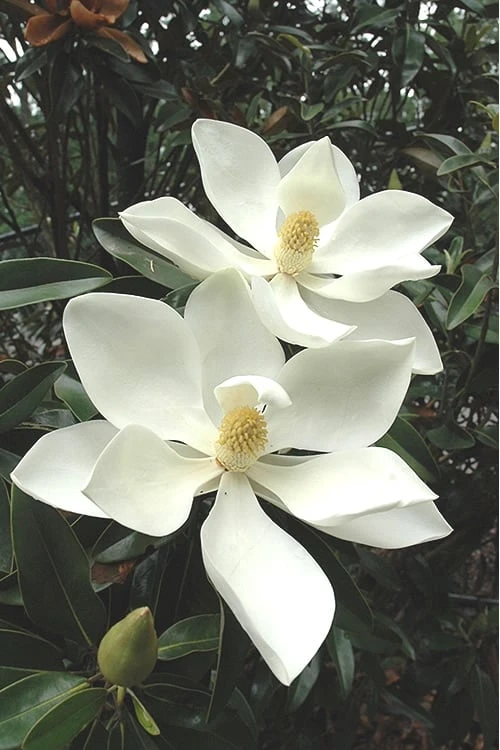 Alta Southern Magnolia - 7 Gallon Pot (3-4') 1 Alta Southern Magnolia - 7 Gallon Pot (3-4')