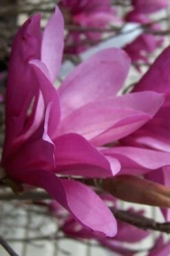 Ann Magnolia Tulip Tree - 2 Gallon Pot -Botanica Tree Store magnolia ann 30