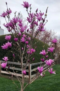 Ann Magnolia Tulip Tree - 3 Gallon Pot 12 Ann Magnolia Tulip Tree - 3 Gallon Pot -Botanica Tree Store magnolia ann tulip tree 100 1