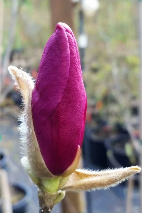 Betty Magnolia Tulip Tree - 3 Gallon Pot 7 Betty Magnolia Tulip Tree - 3 Gallon Pot - Image 7