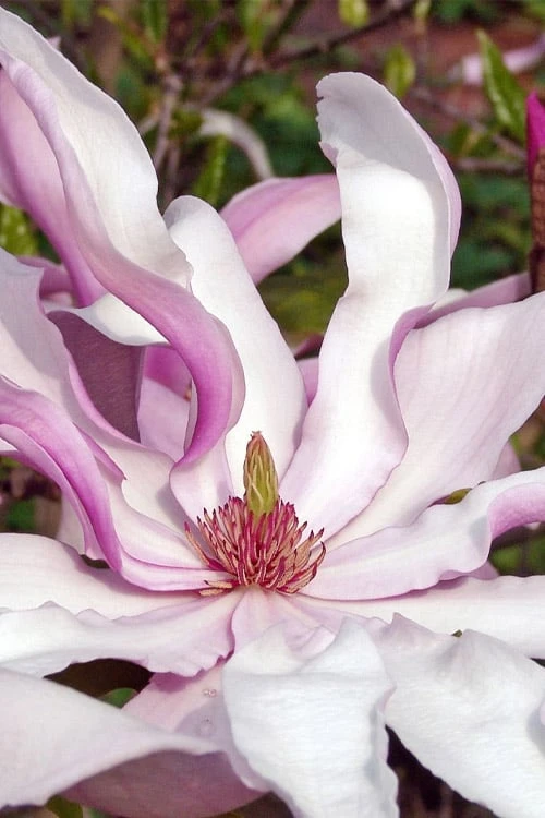 Betty Magnolia Tulip Tree - 3 Gallon Pot 1 Betty Magnolia Tulip Tree - 3 Gallon Pot