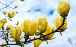 Butterflies Yellow Magnolia (Tulip Tree) - 7 Gallon Pot (6-7') -Botanica Tree Store magnolia butterflies yellow tulip tree 2