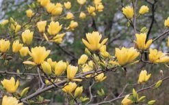 Butterflies Yellow Magnolia (Tulip Tree) - 7 Gallon Pot (6-7') -Botanica Tree Store magnolia butterflies yellow tulip tree 3