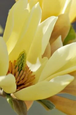 Butterflies Yellow Magnolia (Tulip Tree) - 7 Gallon Pot (6-7') -Botanica Tree Store magnolia butterflies yellow tulip tree 5