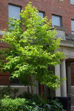 Butterflies Yellow Magnolia (Tulip Tree) - 7 Gallon Pot (6-7') -Botanica Tree Store magnolia butterflies yellow tulip tree 7