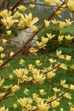 Butterflies Yellow Magnolia (Tulip Tree) - 7 Gallon Pot (6-7') -Botanica Tree Store magnolia butterflies yellow tulip tree 8