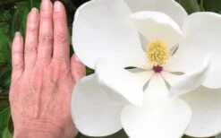 Edith Bogue Cold Hardy Evergreen Magnolia - 1 Gallon Pot -Botanica Tree Store magnolia edith bogue 3