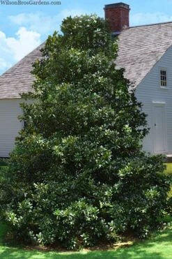 Edith Bogue Cold Hardy Evergreen Magnolia - 3 Gallon Pot (2-3') 11 Edith Bogue Cold Hardy Evergreen Magnolia - 3 Gallon Pot (2-3') -Botanica Tree Store magnolia edith bogue 4 1