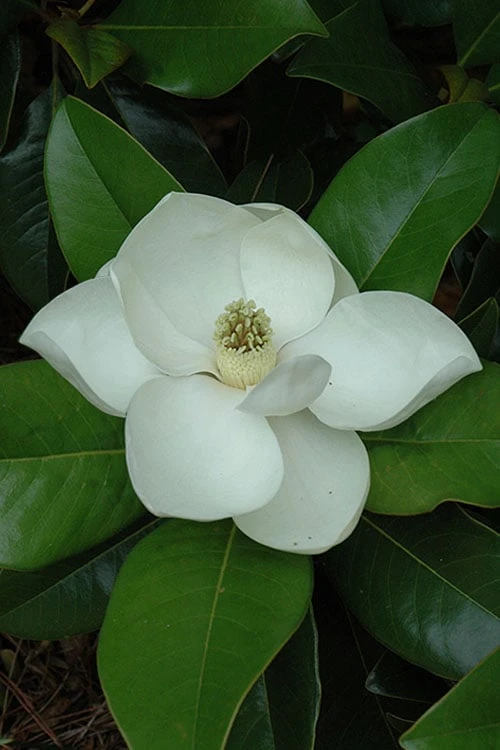 Edith Bogue Cold Hardy Evergreen Magnolia - 3 Gallon Pot (2-3') 6 Edith Bogue Cold Hardy Evergreen Magnolia - 3 Gallon Pot (2-3') - Image 6