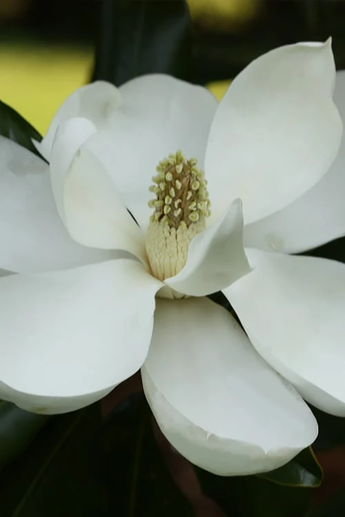 Edith Bogue Cold Hardy Evergreen Magnolia - 3 Gallon Pot (2-3') 1 Edith Bogue Cold Hardy Evergreen Magnolia - 3 Gallon Pot (2-3')