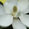 Edith Bogue Cold Hardy Evergreen Magnolia - 1 Gallon Pot