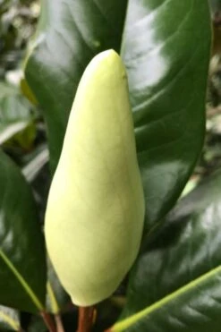 Edith Bogue Cold Hardy Evergreen Magnolia - 3 Gallon Pot (2-3') 14 Edith Bogue Cold Hardy Evergreen Magnolia - 3 Gallon Pot (2-3') -Botanica Tree Store magnolia edith bogue bud 1 1