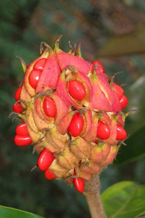 Edith Bogue Cold Hardy Evergreen Magnolia - 3 Gallon Pot (2-3') 8 Edith Bogue Cold Hardy Evergreen Magnolia - 3 Gallon Pot (2-3') - Image 8