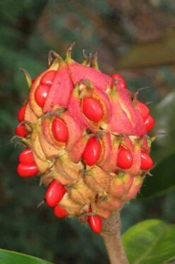 Edith Bogue Cold Hardy Evergreen Magnolia - 1 Gallon Pot -Botanica Tree Store magnolia edith bogue fruit 1