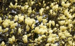 Elizabeth Magnolia (Tulip Tree) - 5 Gallon Pot 18 Elizabeth Magnolia (Tulip Tree) - 5 Gallon Pot -Botanica Tree Store magnolia elizabeth 15