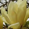 Elizabeth Magnolia (Tulip Tree) - 5 Gallon Pot