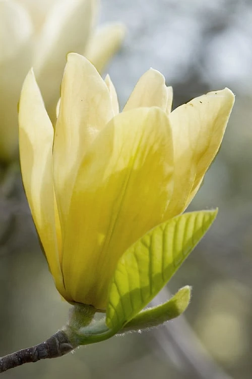 Elizabeth Magnolia (Tulip Tree) - 5 Gallon Pot 11 Elizabeth Magnolia (Tulip Tree) - 5 Gallon Pot - Image 11