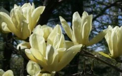 Elizabeth Magnolia (Tulip Tree) - 5 Gallon Pot 19 Elizabeth Magnolia (Tulip Tree) - 5 Gallon Pot -Botanica Tree Store magnolia elizabeth 4