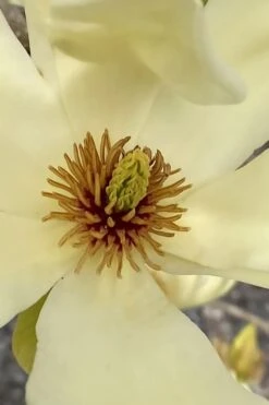 Elizabeth Magnolia (Tulip Tree) - 5 Gallon Pot 16 Elizabeth Magnolia (Tulip Tree) - 5 Gallon Pot -Botanica Tree Store magnolia elizabeth 6