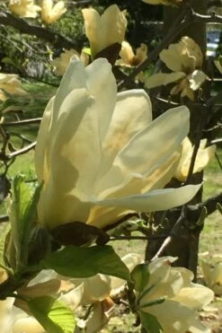 Elizabeth Magnolia (Tulip Tree) - 5 Gallon Pot 20 Elizabeth Magnolia (Tulip Tree) - 5 Gallon Pot -Botanica Tree Store magnolia elizabeth 8