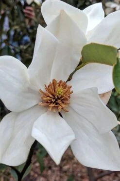 Eternal Spring Magnolia - 3 Gallon Pot 8 Eternal Spring Magnolia - 3 Gallon Pot -Botanica Tree Store magnolia eternal spring 1