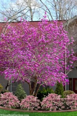 Jane Magnolia Tulip Tree - 1 Gallon Pot -Botanica Tree Store magnolia jane tulip tree 103